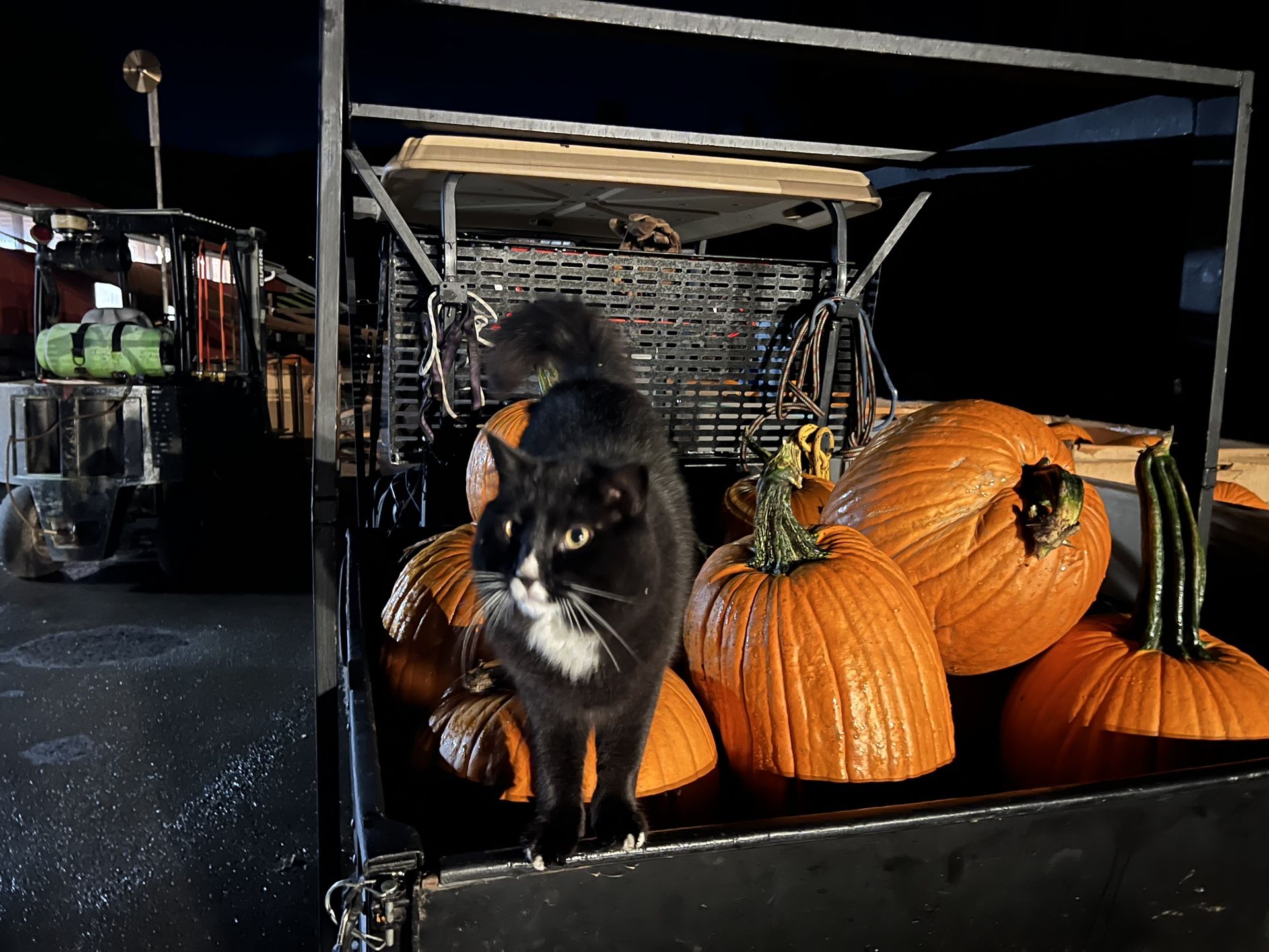 Pumpkins Pumpkins Spooky Discount!