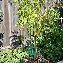 48 inch (4 ft) tall Curry leave plant in pot 