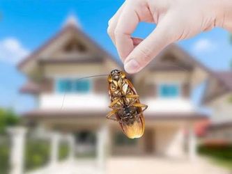 pest solutions