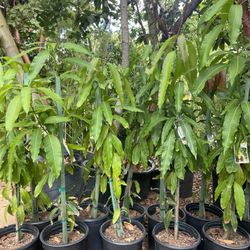 5 Gallon Size- Mango Trees- Moringa Trees- Persimmon Trees- Lemon Guava Trees- Almond Trees- Cherimoya Trees- Jujube Trees- Tiger Fig Trees 