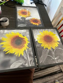 Sunflower pictures