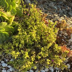 Gorgeous Succulents Lots Of Variety $1 Each Cuttings 