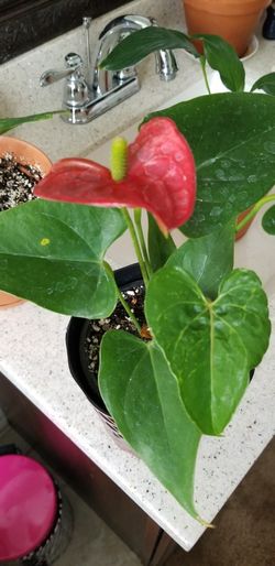 An indoor anturium plants flower that will bring love to your home