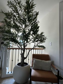 Gigantic Costco olive tree