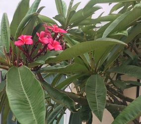 Plumeria hawaiana plant branch magenta pink