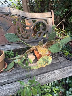 Prickly Pear Cactus. S.W.Arl.
