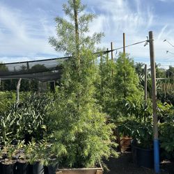 Fern Pine Privacy Hedge