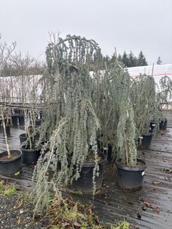 Weeping Blue Atlas Cedars