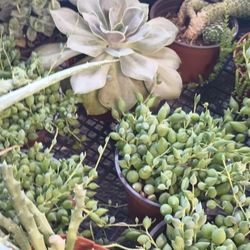 Succulents Plant.