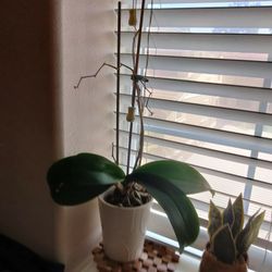 Red Natural Orchids in Ceramic Pots