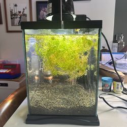 Fish Tank - No Fish