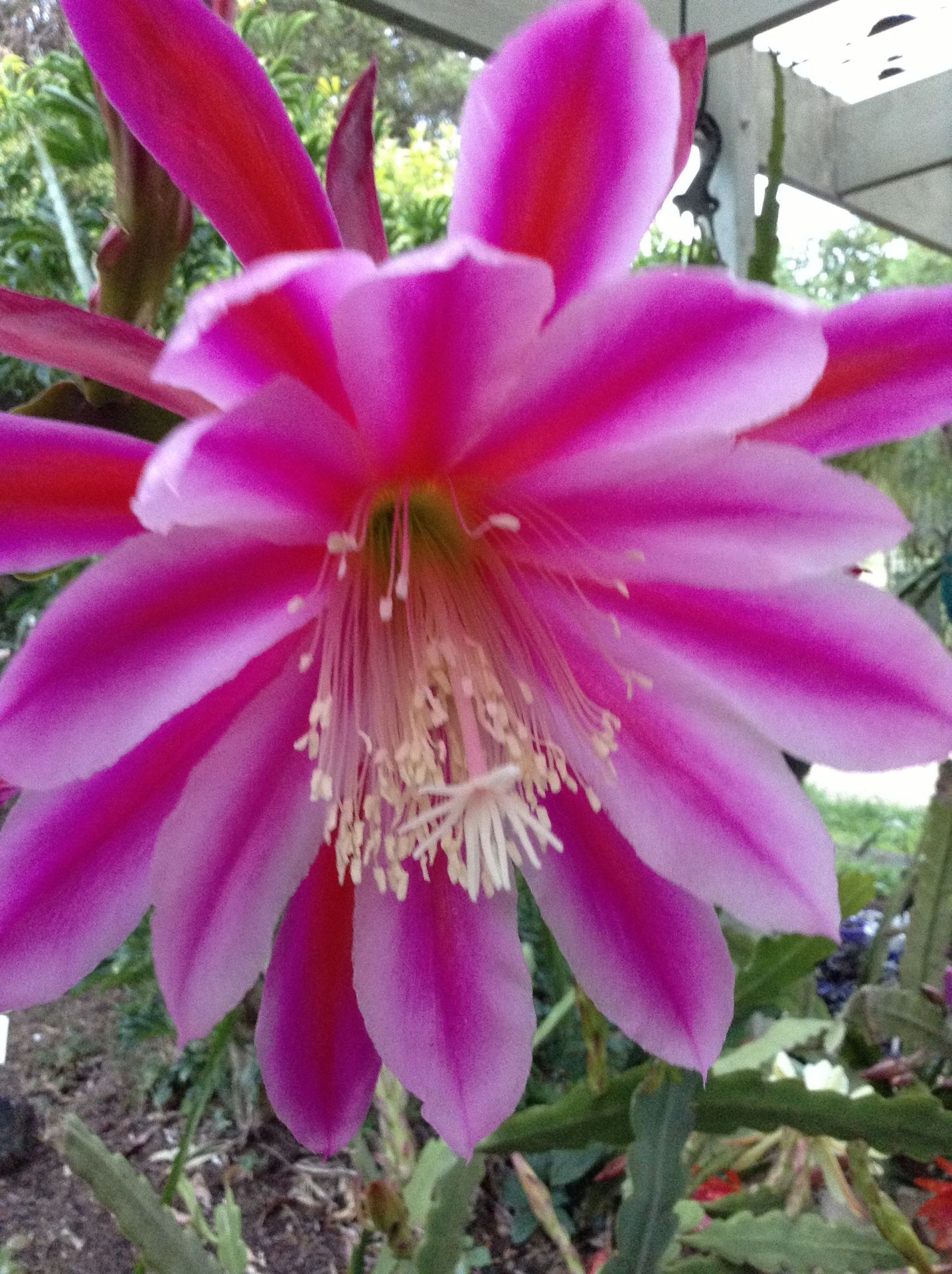 Giant Two Color Epiphyllum!  10” Basket / Hoa Quynh Tim’ / Orchid Cactus