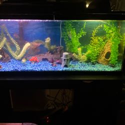 Big Fish tank And Accessories 