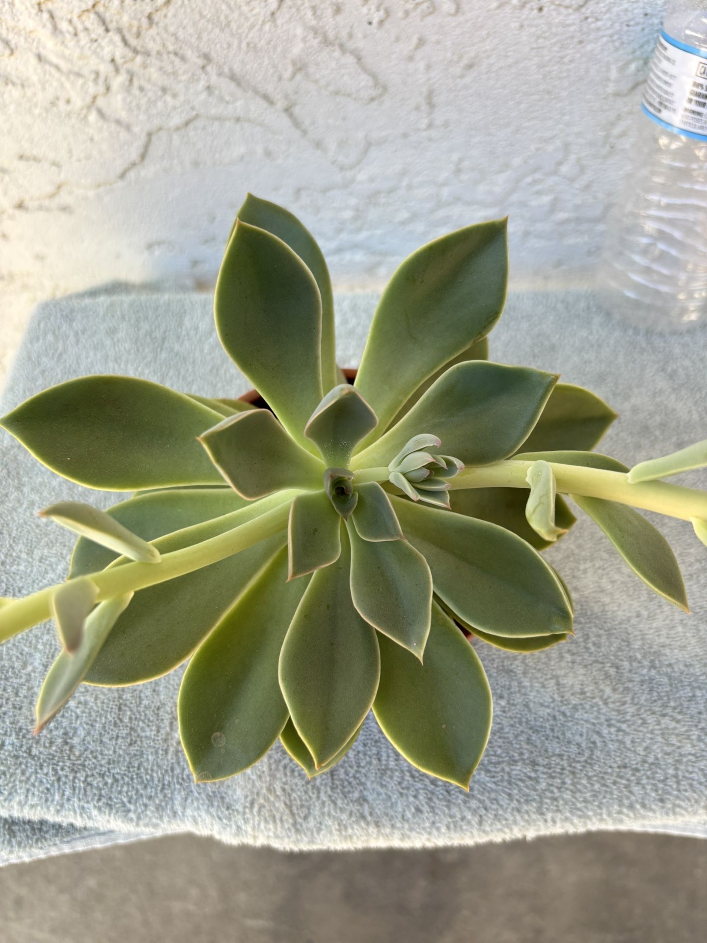 Succulent Plant