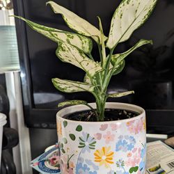 Dumb Cane Plant With Pot 