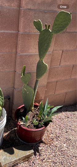 Mexican nopal and plants