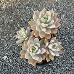 Succulents