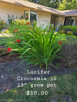 Lucifer Crocosmia
