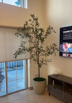 Fake Olive Tree