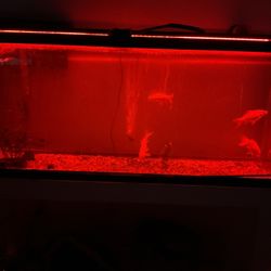 Aquarium Supplies (no Fish No Aquarium)