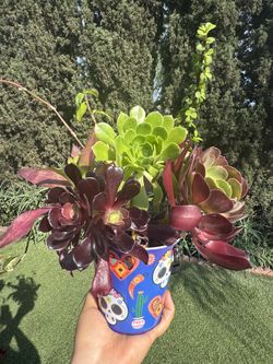 Pretty Succulent 