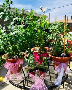 Mother’s Day Tomato Plants