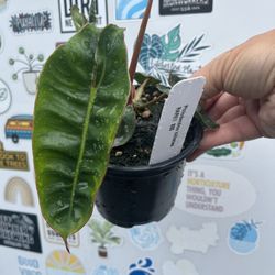 Philodendron billiatae