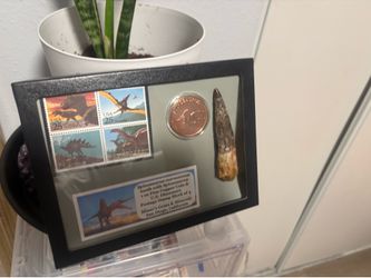 Spinosaurus tooth and bronze coin