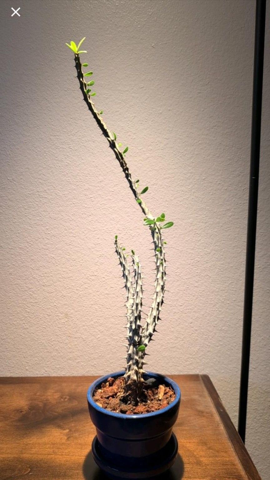 Madagascar Ocotillo