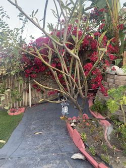 Reddish Pink Puloumario Cutting 1 Inch  1$