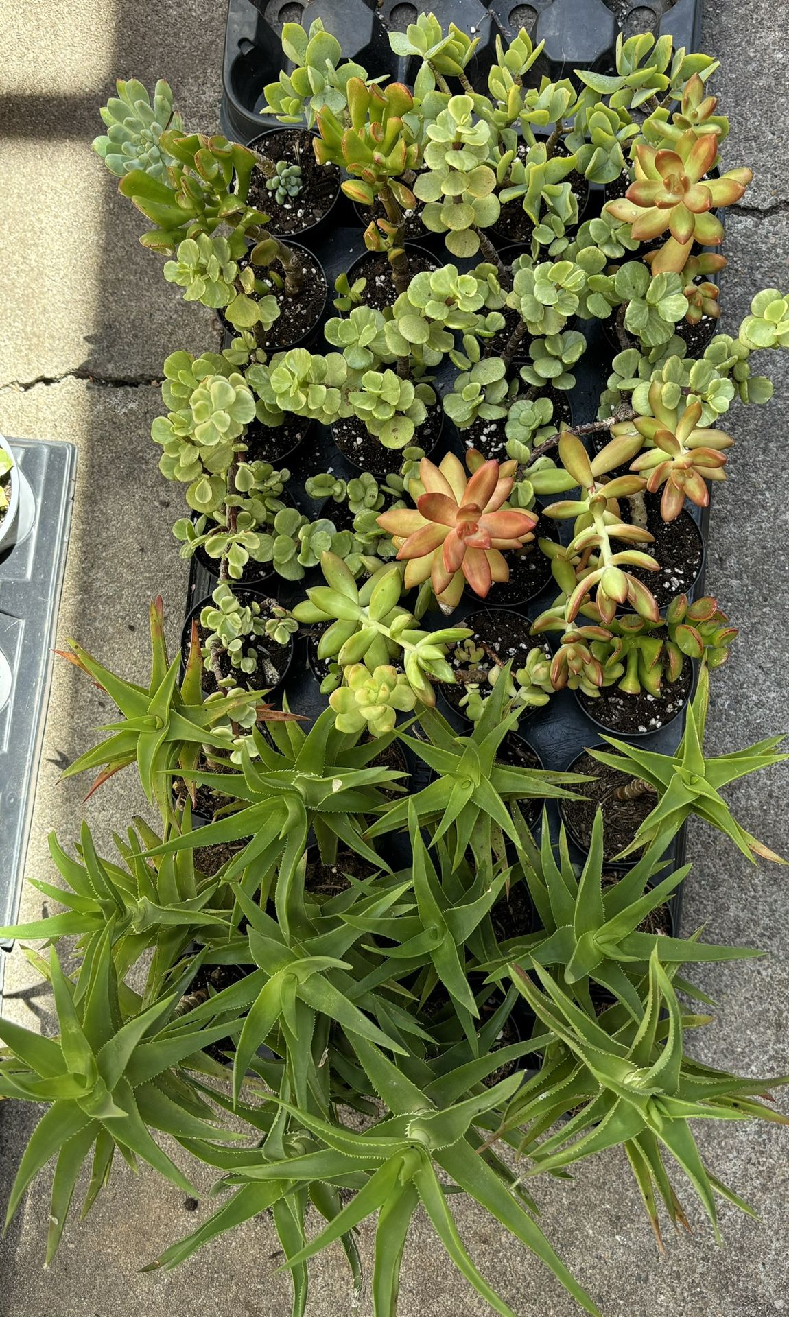 Succulent In 2.5 Inches Pot $1.50ea