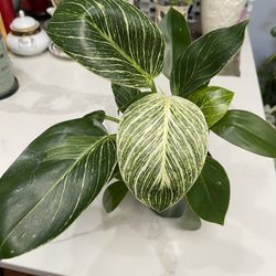 Philodendron Birkin In 4 Inches Pot