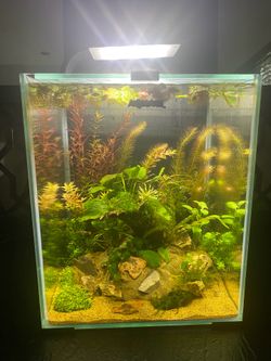 New aquael 20L as pictured aquascape planted fish tank aquarium