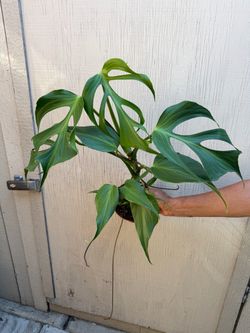 Big monstera burle Marx flame