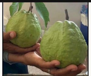 Dwarf white Thai guava 2 fruits on tree