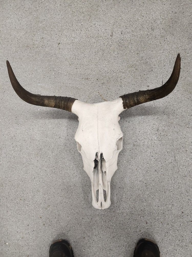 Real Cow Skull With Horns