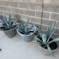 Various Agave Plants And Sizes