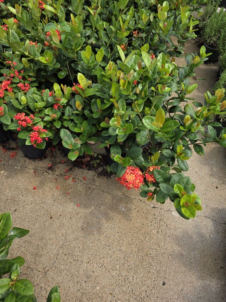 Ixoras Oranges In Yellow 1gallon 