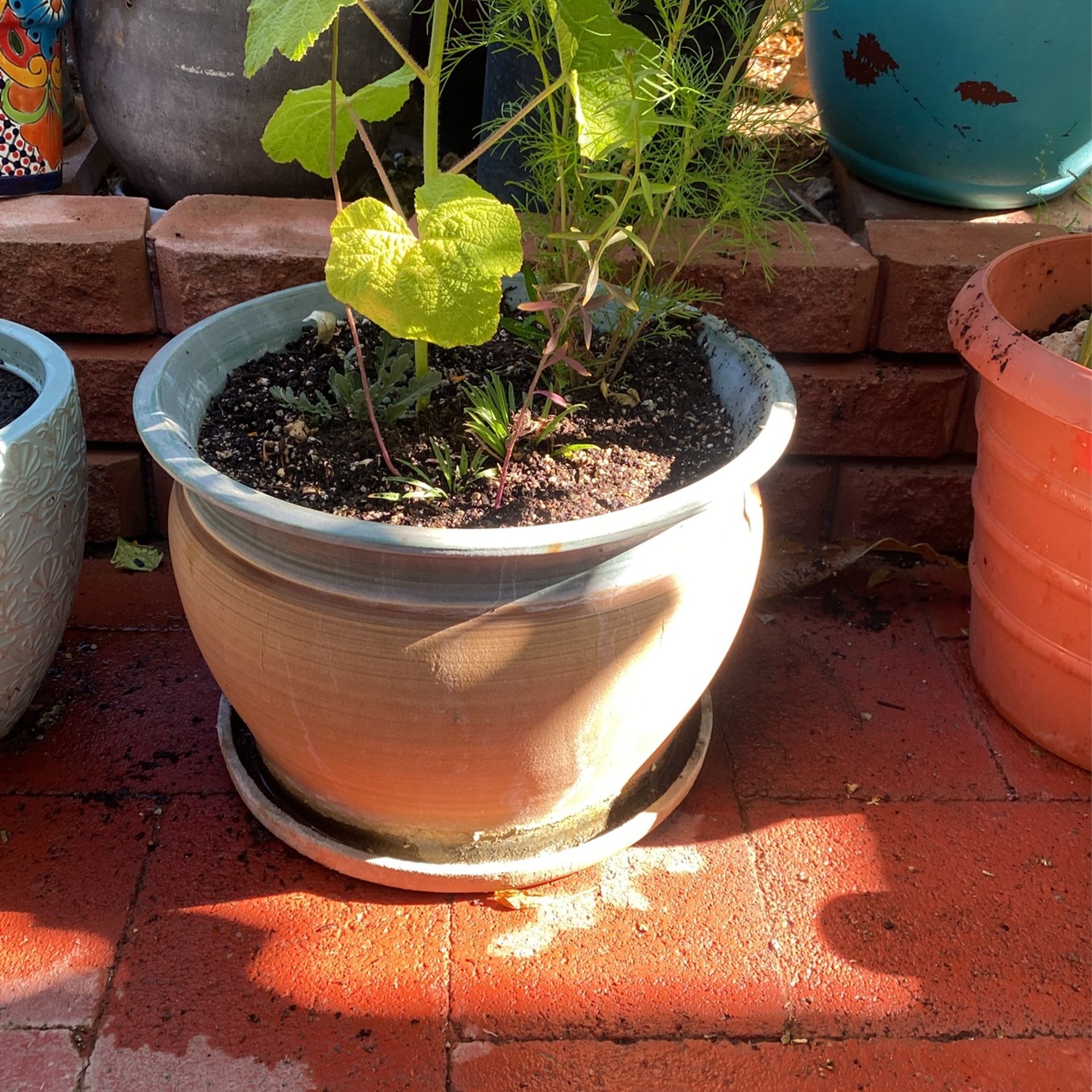 Ceramic Pot And Beautiful Plants 