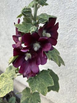 Vendo Cemillas De Esta