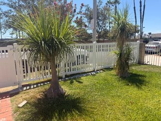Elephant / ponytail palms