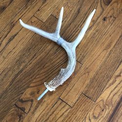 Decorative Deer Antler