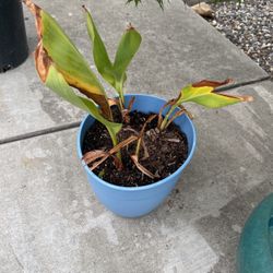 Canna Plant 