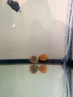 Fish tank for discus