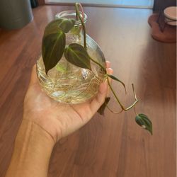 Philodendron Mican Water Propagation