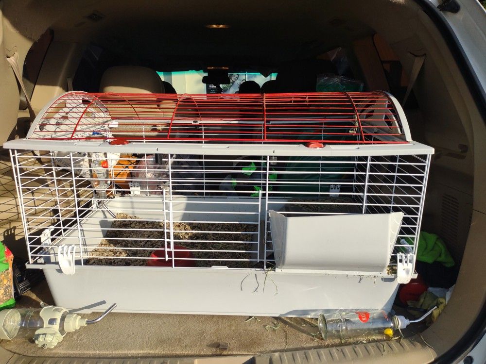 Guinea Pigs Cage 