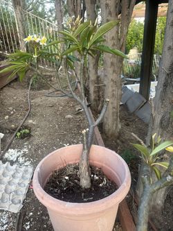 Hawaii plumeria plat in pot