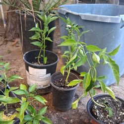Chili Jalapeño Plants