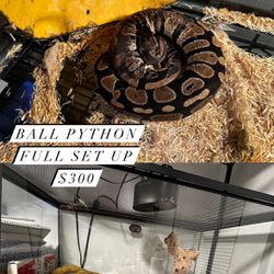 Ball Python Full Set Up 