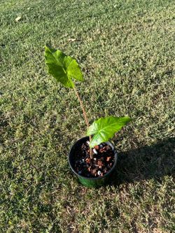 Alocasia portodora